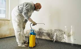 Professional Mold Removal Services in Caney, KS